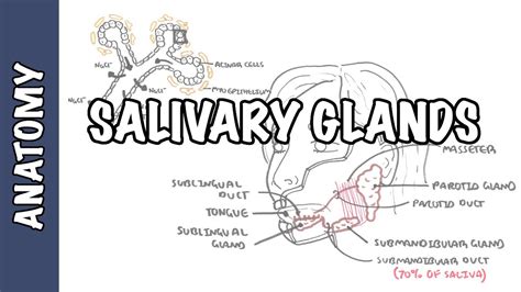 Salivary Glands Diagram For Kids