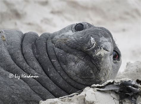 Southern Elephant Seal: Catastrophic Moult – Nature on the Edge