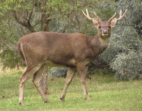 Rusa Deer - The Australian Museum