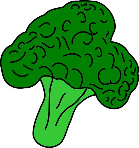 Free vector graphic: Broccoli, Vegetable, Healthy Food - Free Image on ...