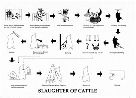 Beef Cow Diagram - General Wiring Diagram