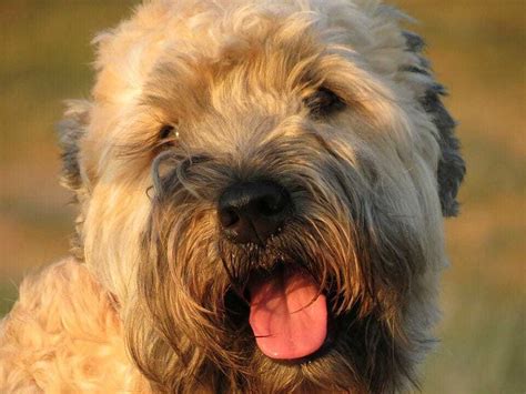 Your Ultimate Guide To The Wheaten Terrier | Your Dog Advisor