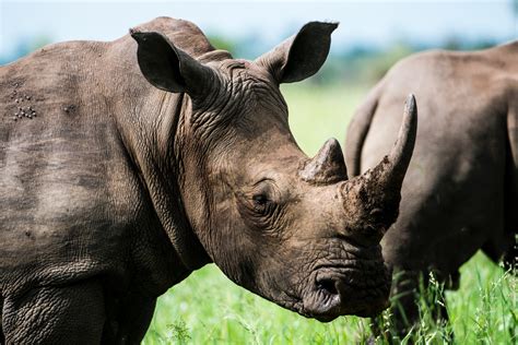 The Endangered Fate of the Javan Rhino in Indonesia | Expat Life in Indonesia