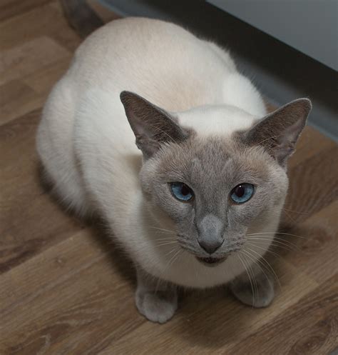 Siamese Cats - A Guide To Caring For Siamese Cats