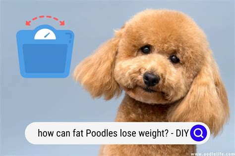 How Can Fat Poodles Lose Weight? (DIY) - Oodle Life