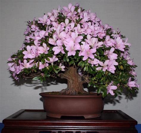 Flowers & Planets: azalea bonsai