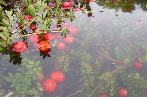 Ontario Cranberry Harvest is Underway! - Muskoka Lakes Farm & Winery