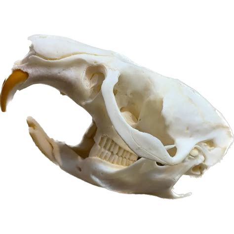 Muskrat Skull, Exceptional → Prehistoric Online