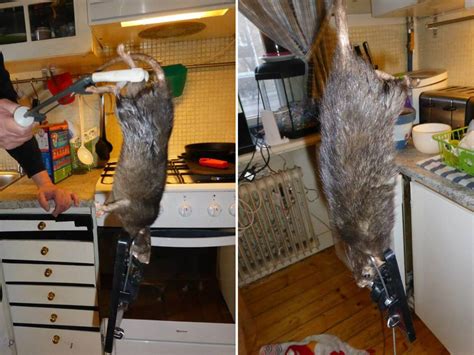 Giant rat takes over Swedish family’s kitchen after tunnelling through ...