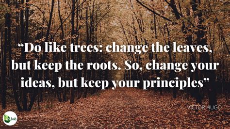 The Best Quotes on Trees and Forests - Ecobnb