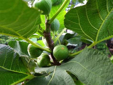 How to Grow Anjeer Fig Tree: Benefits, Uses & Care Tips – TrustBasket