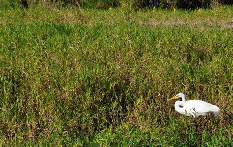 Wetland Determinations in Southwest Florida- Wetland Consultants