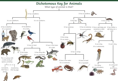 Classifying species in year 6 – Broad Heath Primary School