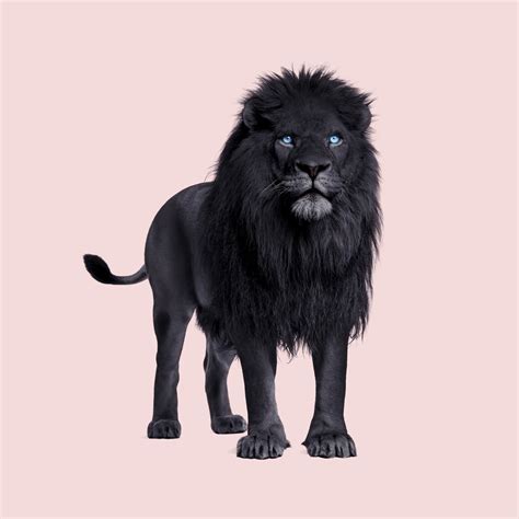 Black Lion wallpaper | Happywall