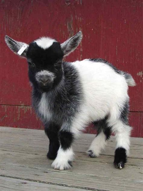 21 Fluffy Animals To Help You Unwind After A Long Day | Cute goats ...