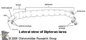 Order: Diptera | Chironomidae Research Group