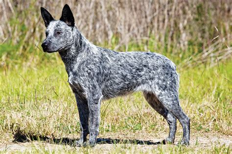 St. Bernard vs Australian Stumpy Tail Cattle Dog - Breed Comparison