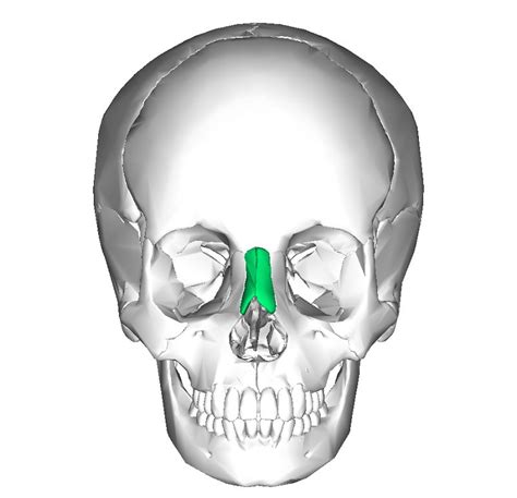 Os du visage: types, caractéristiques et emplacement - Psychologue à ...