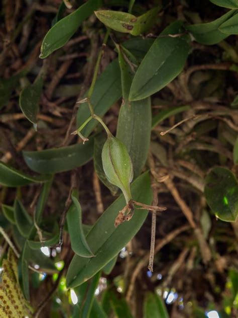 Epidendrum magnoliae (Green Fly Orchid): Go Orchids