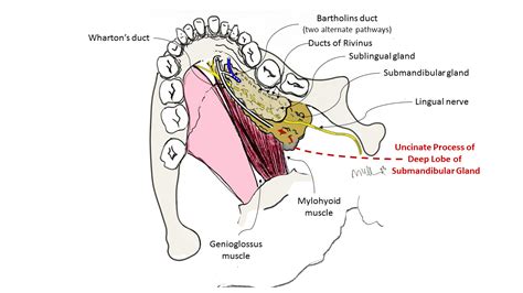 Submandibular Gland Anatomy: The Uncinate Process of the Deep Lobe | Iowa Head and Neck Protocols