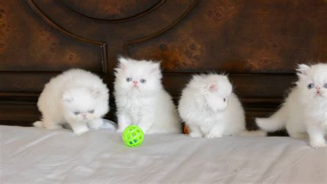 Blue Eyed White Persian Kittens 5 weeks old - YouTube