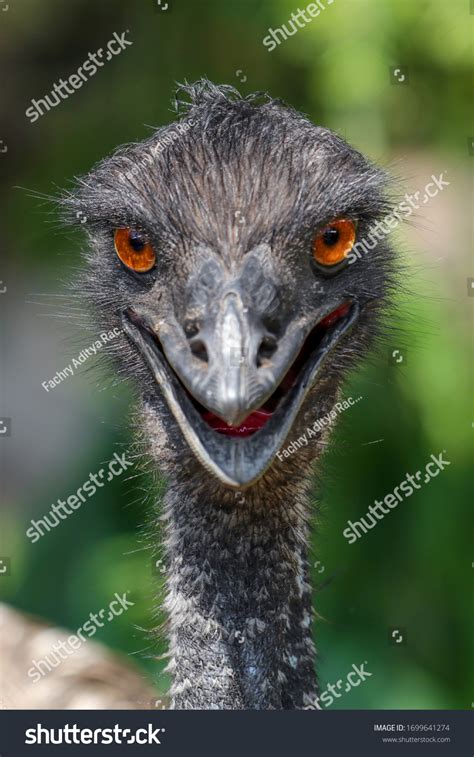 Portrait Sharp Gazed Emu Stock Photo 1699641274 | Shutterstock