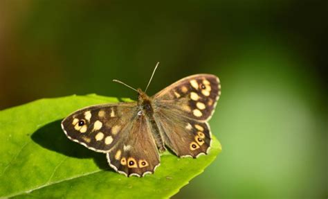 Goodinfo: Black And White Butterfly Species