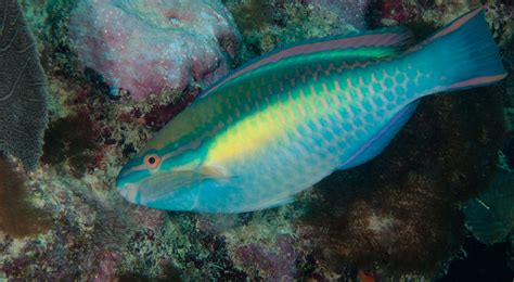 Facts About Parrotfish & Coral Reefs