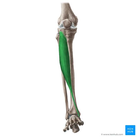 Tibialis anterior: Origin, insertion, innervation, action | Kenhub