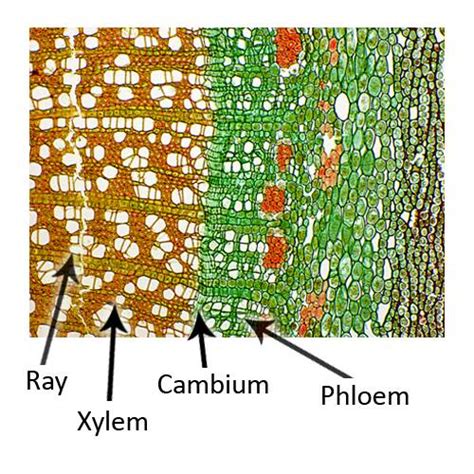 Cell Types, Cambium