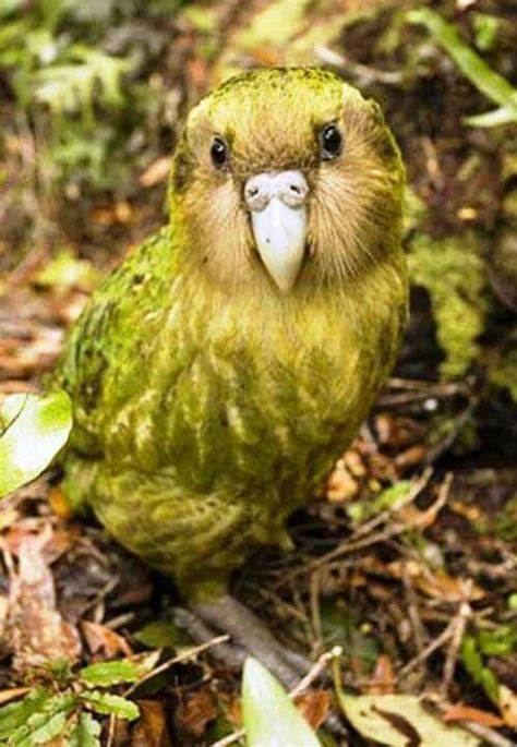 Kakapoo. Only flightless Parrot. | Flightless parrot, Kakapo