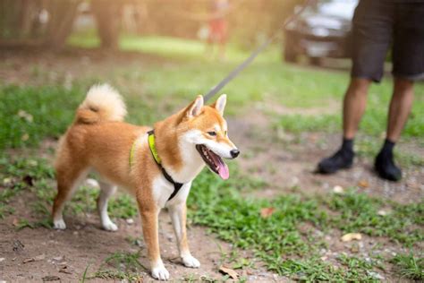 Shiba Inu Training Guide: How to Discipline Correctly (Updated 2021)