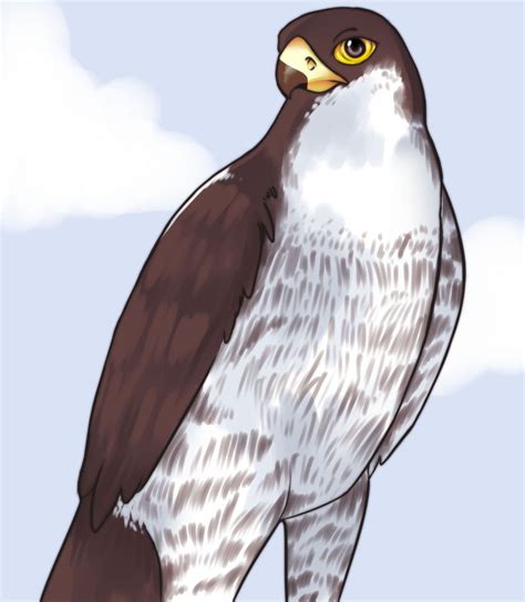 falcon by belcpo on DeviantArt