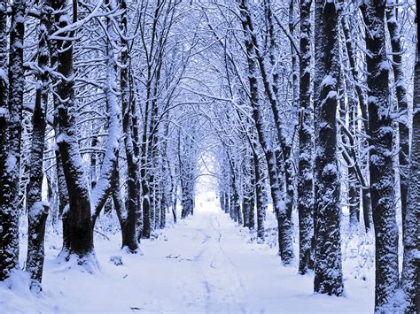 Snowy Woods Wallpapers - 4k, HD Snowy Woods Backgrounds on WallpaperBat