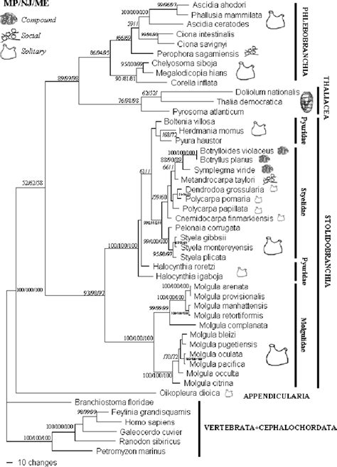 Maximum parsimony (MP), neighbor-joining (NJ), and minimum evolution... | Download Scientific ...