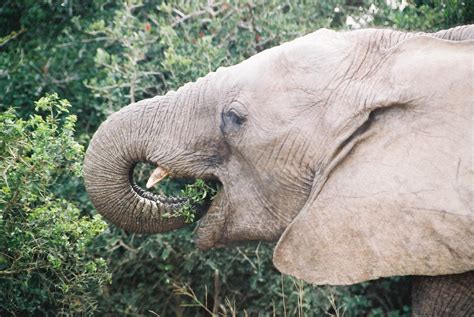 Are manatees and elephants related?