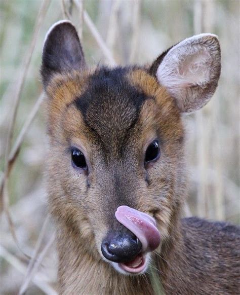 Muntjac Deer | Animals, Animals beautiful, Weird animals