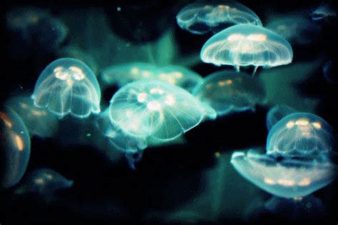 Download Animal Jellyfish Gif