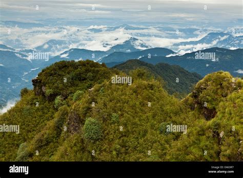 Red panda (Ailurus fulgens) habitat, Pangolakha Wildlife Sanctuary ...