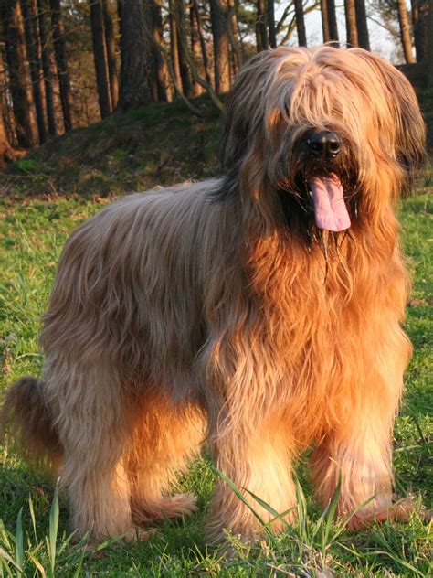 Briard - Training Course on Briard