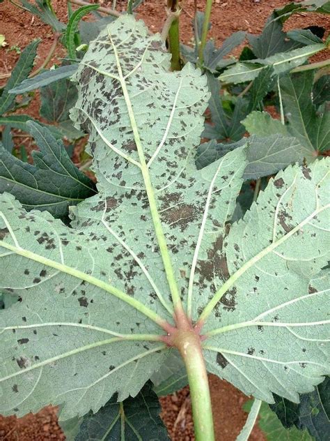 Spots On Okra Leaves - What Causes Okra With Leaf Spots