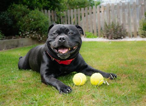 Staffordshire Bull Terrier Dog Breed Health and Care | PetMD