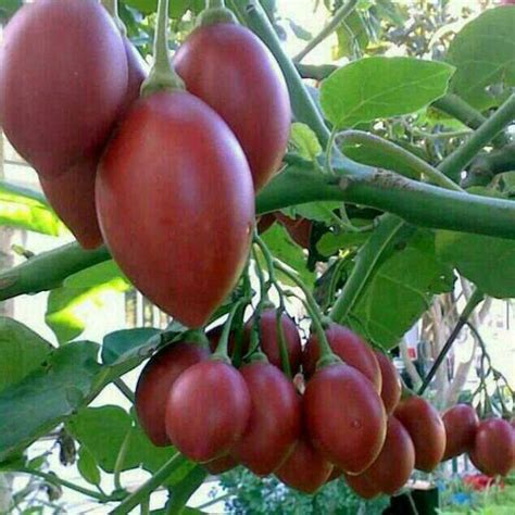 Growing Tree Tomato plants (tamarillo) in Kenya ~ Agro-Environment ...