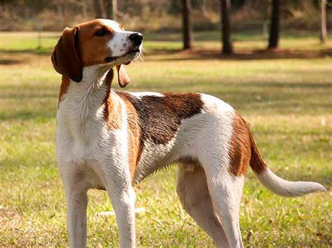 American English Coonhound: Características, personalidad y cuidados