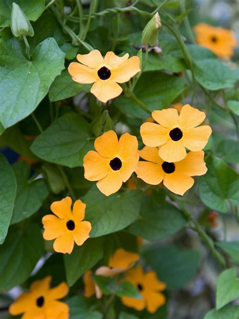 Black-Eyed Susan Vine | HGTV