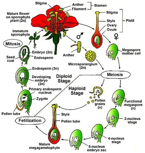 High School Botany Curriculum | Botany, High school science, High school