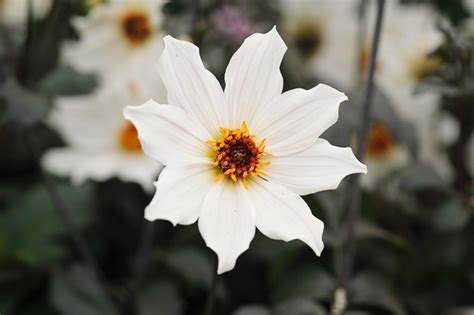 White Dahlias to Grow - BBC Gardeners World Magazine