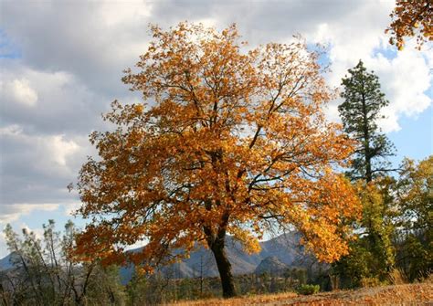 Black Oak Tree in Autumn colors ispid=4435250 | Get more inf… | Flickr