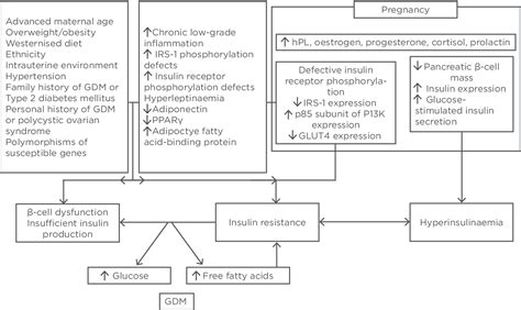 Gestational Diabetes Pathophysiology Diagram