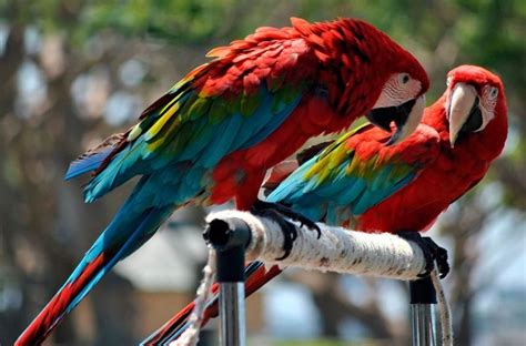 Guacamayo rojo | Aves Exóticas